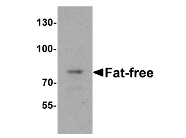 Western blot analysis of Fat Free Antibody